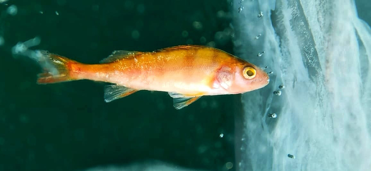 Зимний лед Байкала. Проживание на турбазе. (81/92)