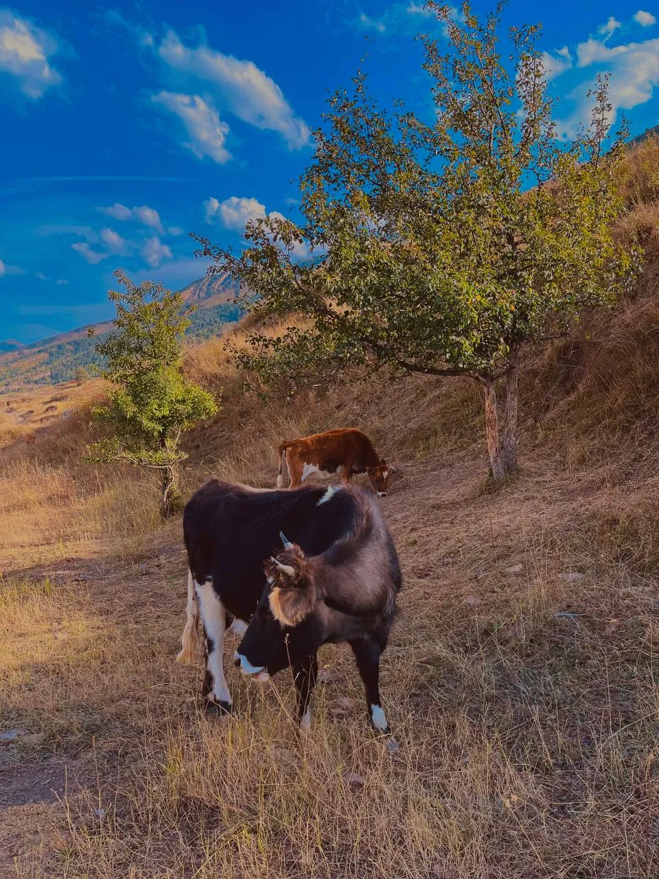 Гостеприимный Дагестан за 3 дня! Всё включено! (8/67)