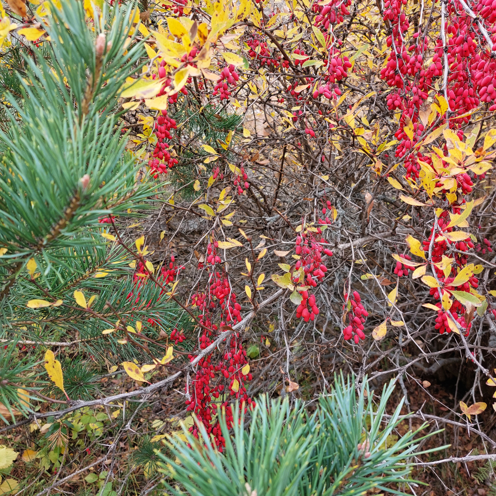 Треккинг в Чегемском ущелье. Приэльбрусье (49/78)