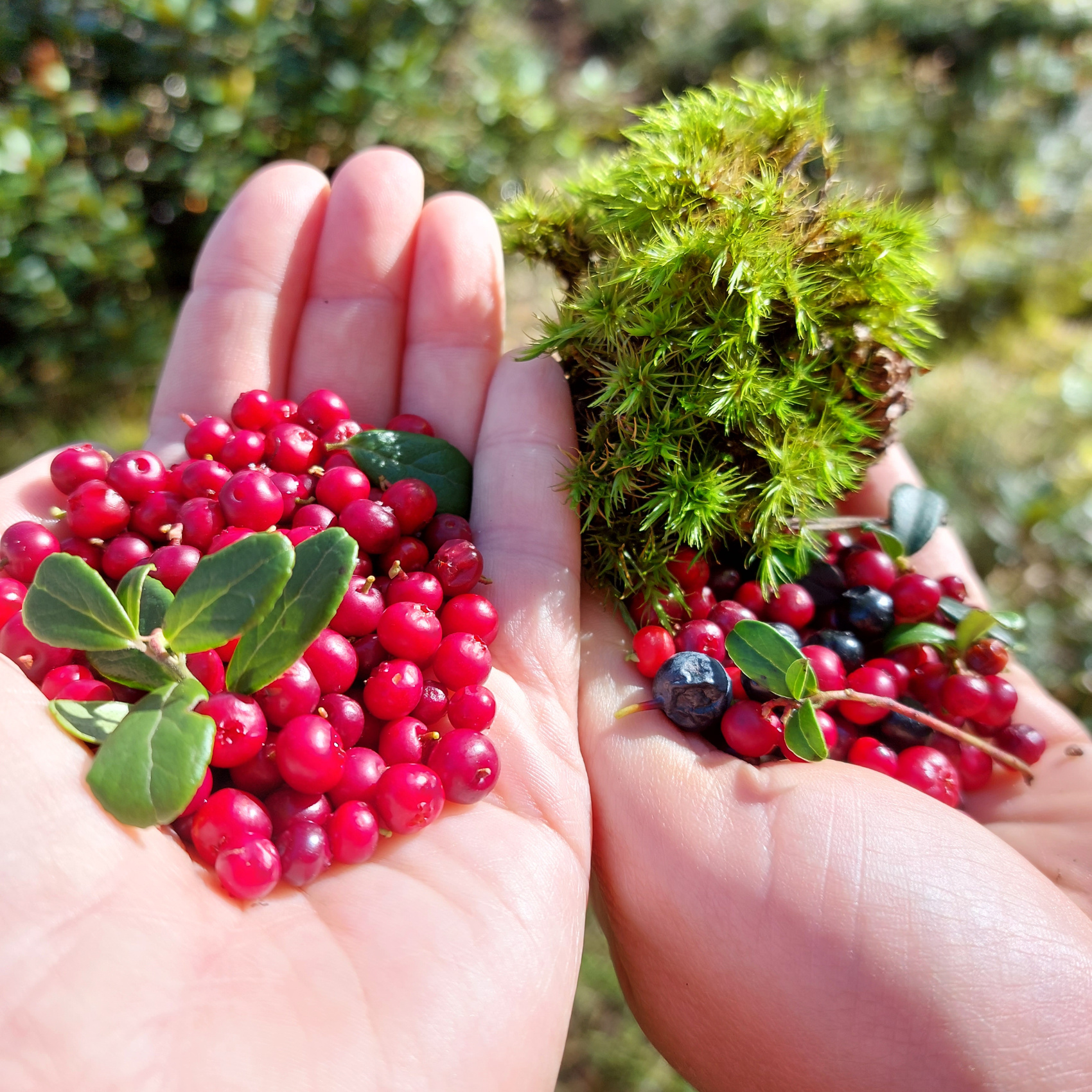 Треккинг в Чегемском ущелье. Приэльбрусье (14/78)