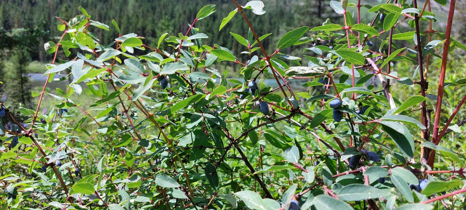 Горный лагерь на Алтае. Путешествие налегке к Мультинским озерам (40/64)