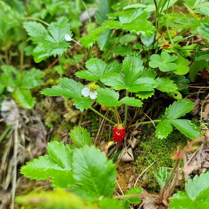 Горный лагерь в Архызе Про. 10 горных озер (24/48)