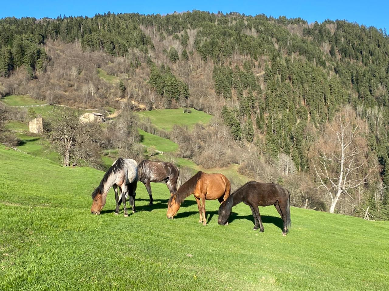 Сказка О Грузии! (49/92)