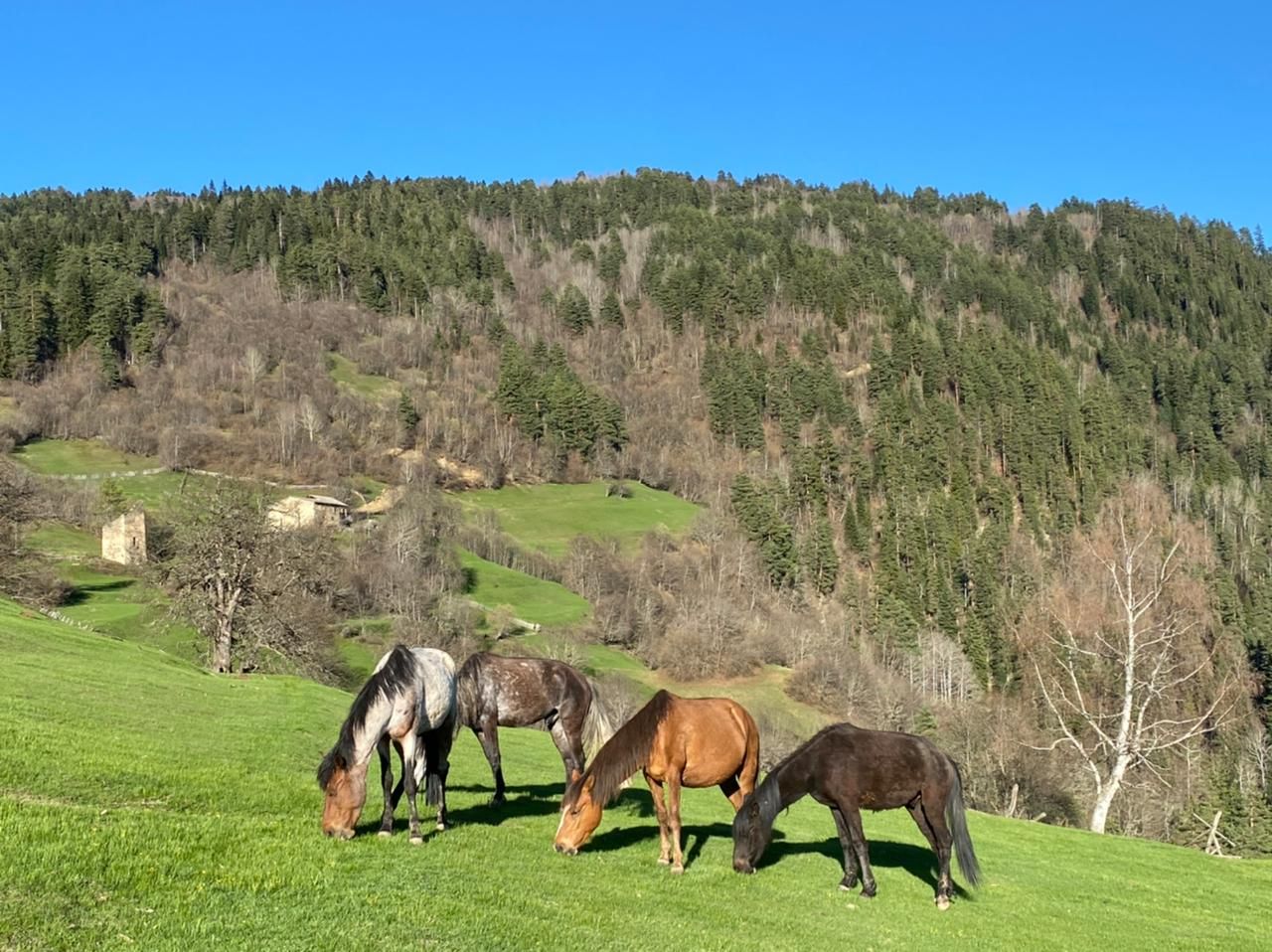 Сказка О Грузии! (70/92)