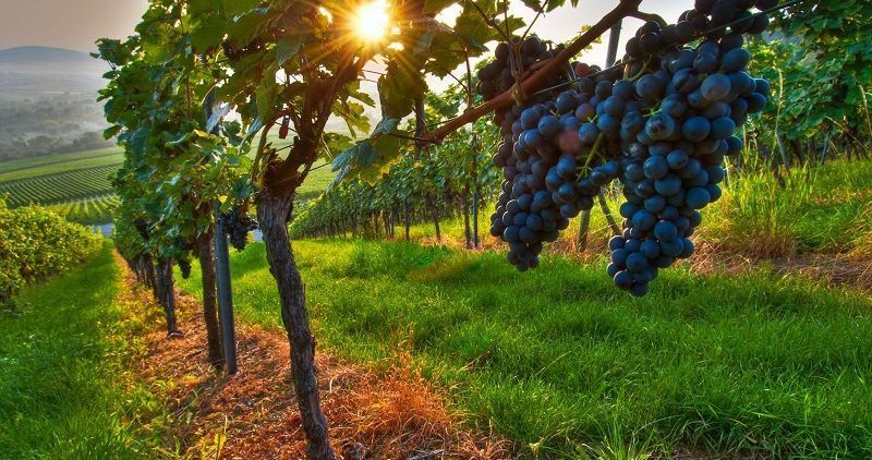 Станьте частью Грузии: 8 дней, чтобы прожить, а не просто увидеть (10/97)