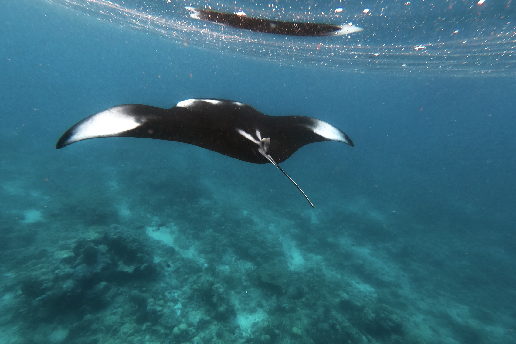 Прекрасный Йога-Тур На Мальдивы, Все Включено (остров Дигура) (6/41)