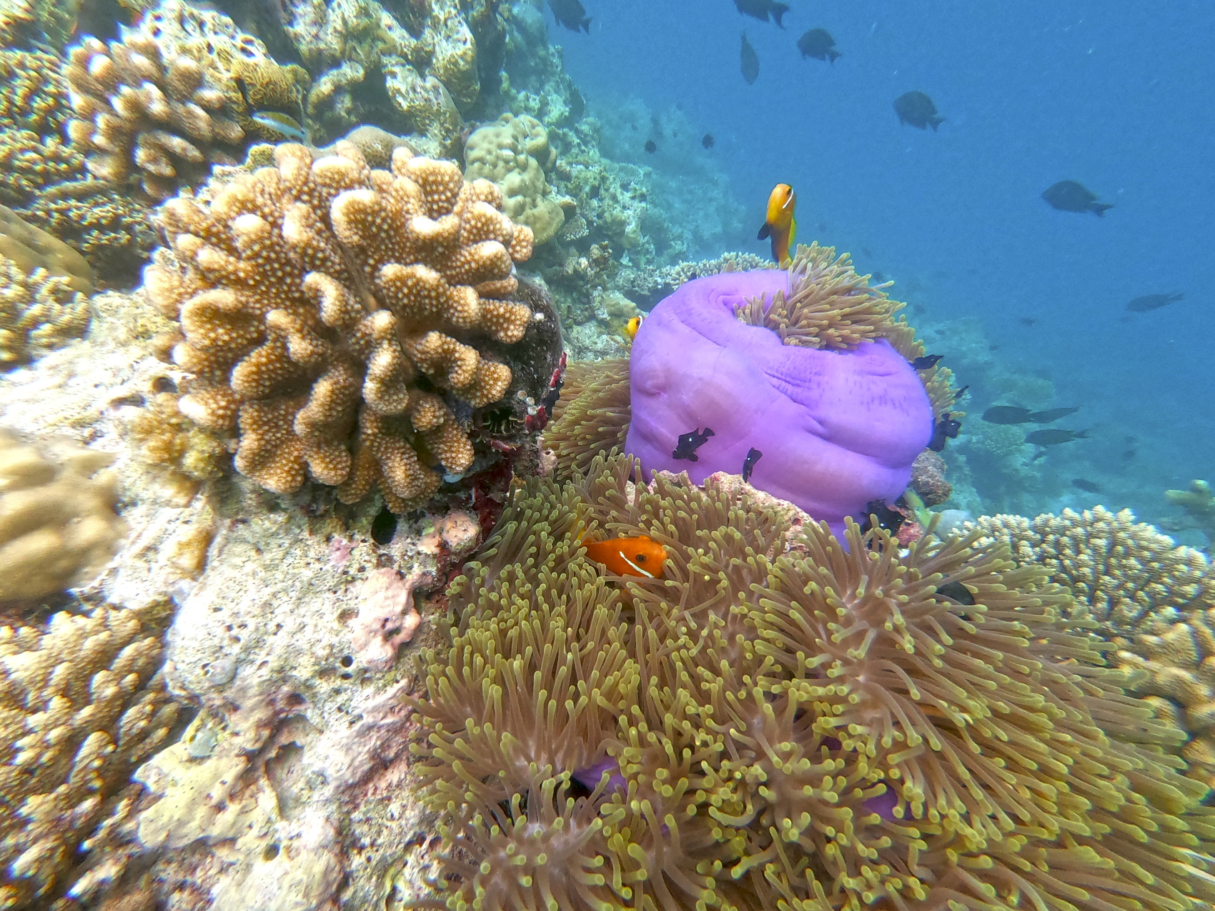 Прекрасный Йога-Тур На Мальдивы, Все Включено (остров Дигура) (11/41)