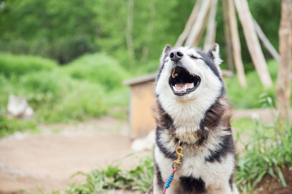 Свидание с Камчаткой в Июне (комфорт-тур без палаток) (7/24)