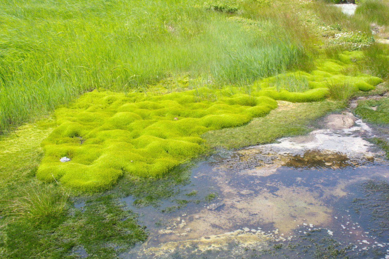 Свидание с Камчаткой в Июне (комфорт-тур без палаток) (3/24)