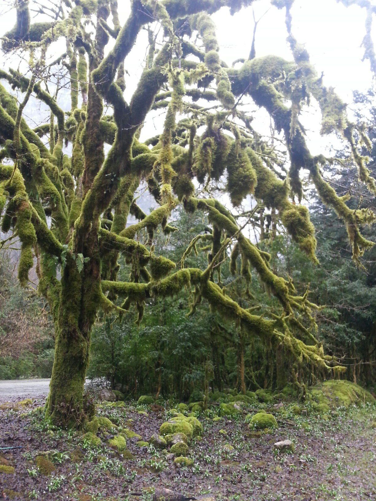 Абхазия за 3 дня! Все основные достопримечательности! (10/34)