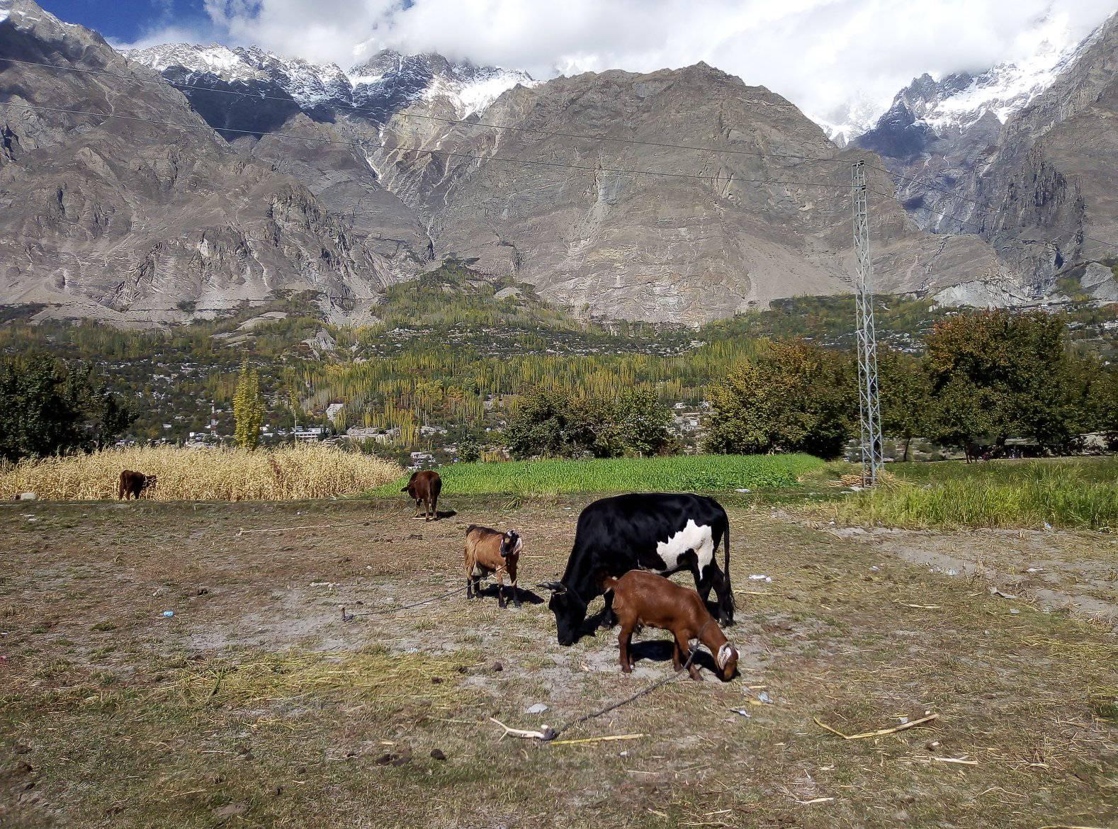 Культурный тур по долине Хунзы и Скарду (41/89)