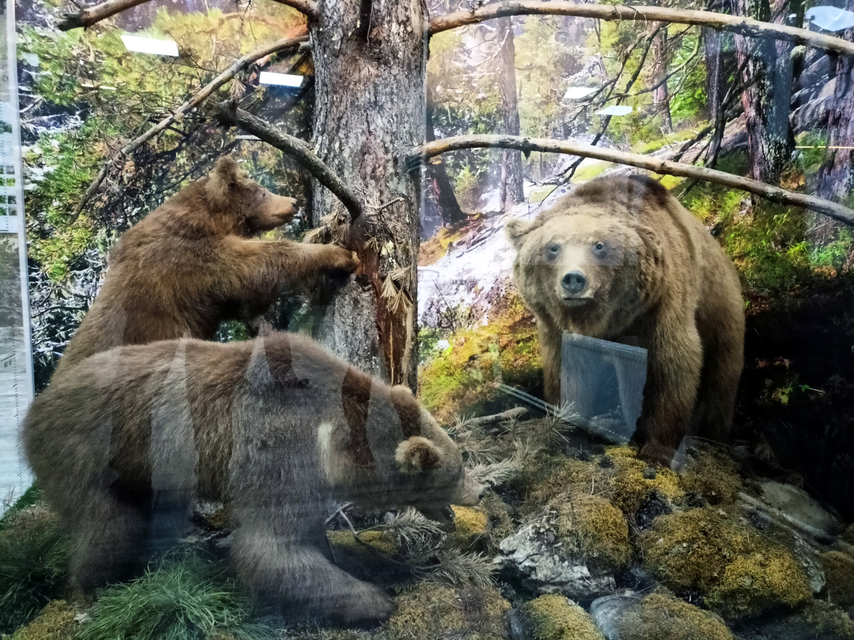 Волшебная Адыгея (51/85)