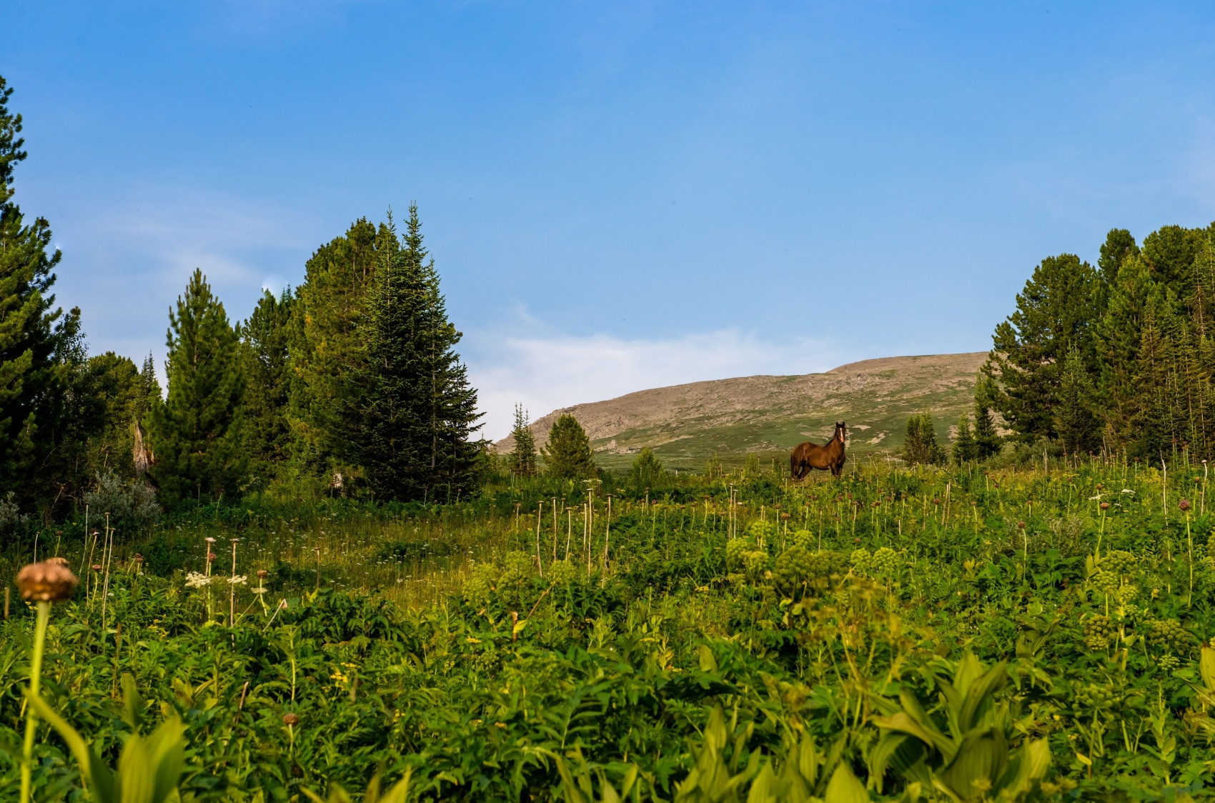 Конный тур к цепочке из семи Каракольских озер (9/21)