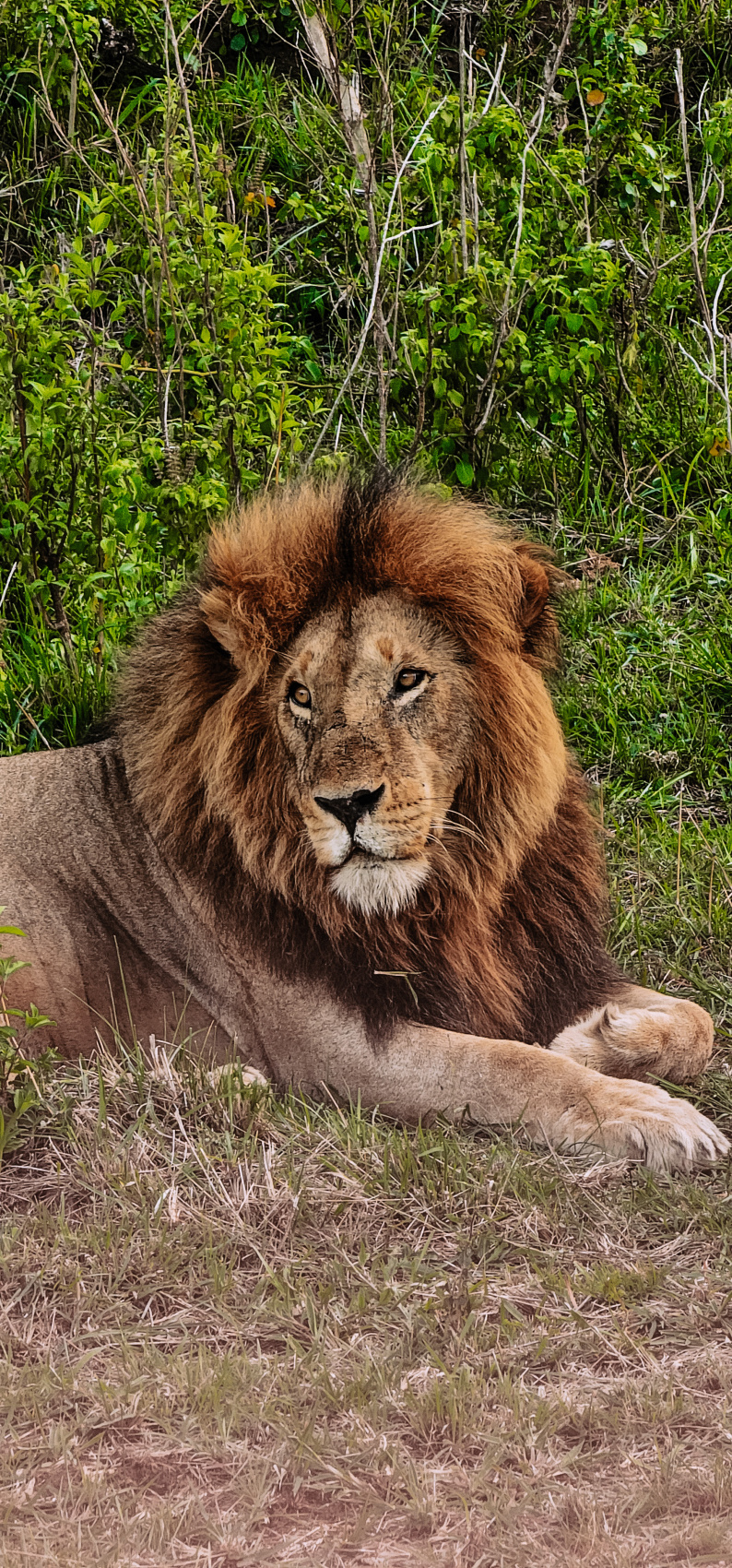 Сафари в Кении - увидеть всю пятерку животных! (19/43)