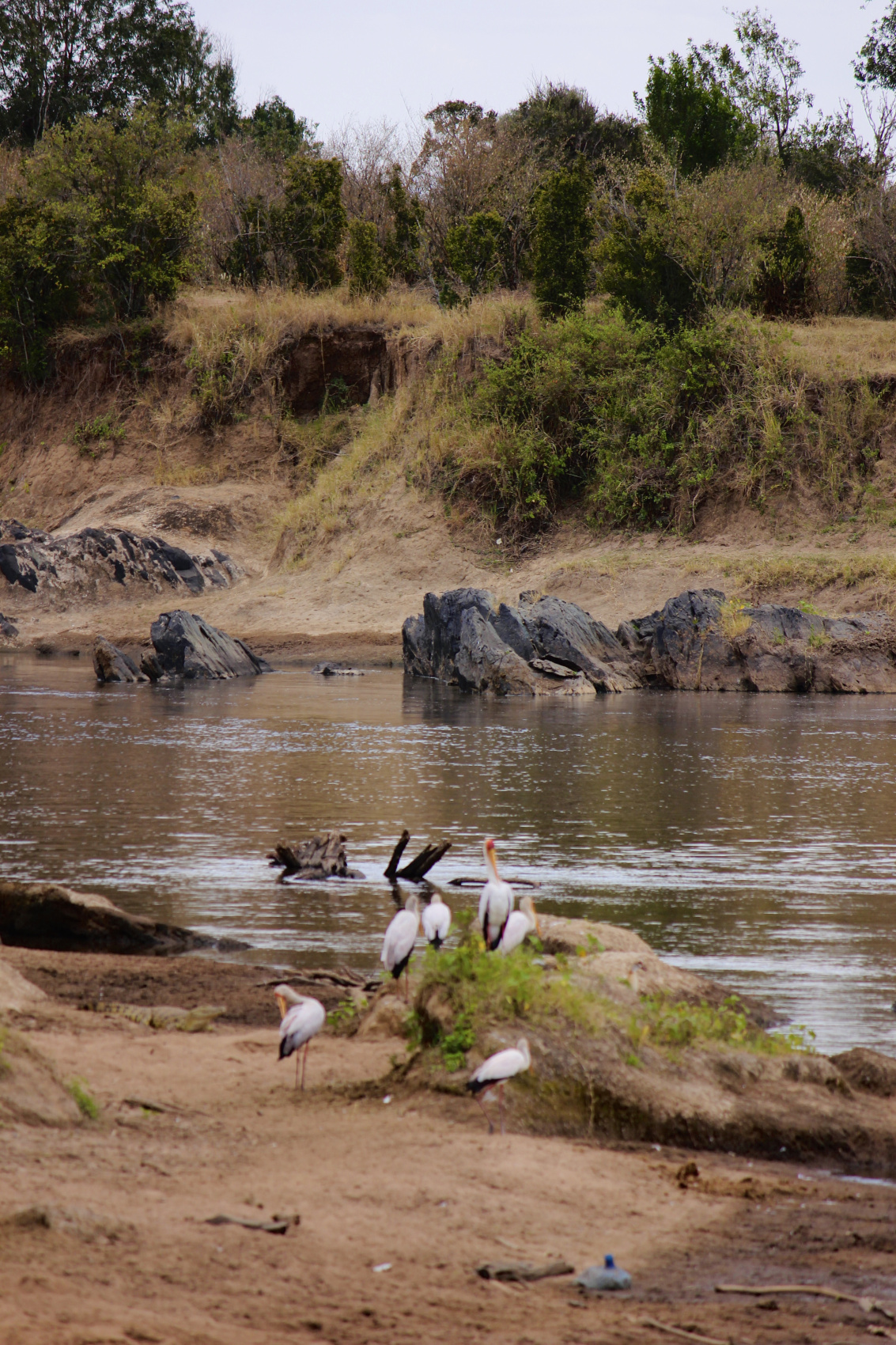 Сафари в Кении - увидеть всю пятерку животных! (35/43)