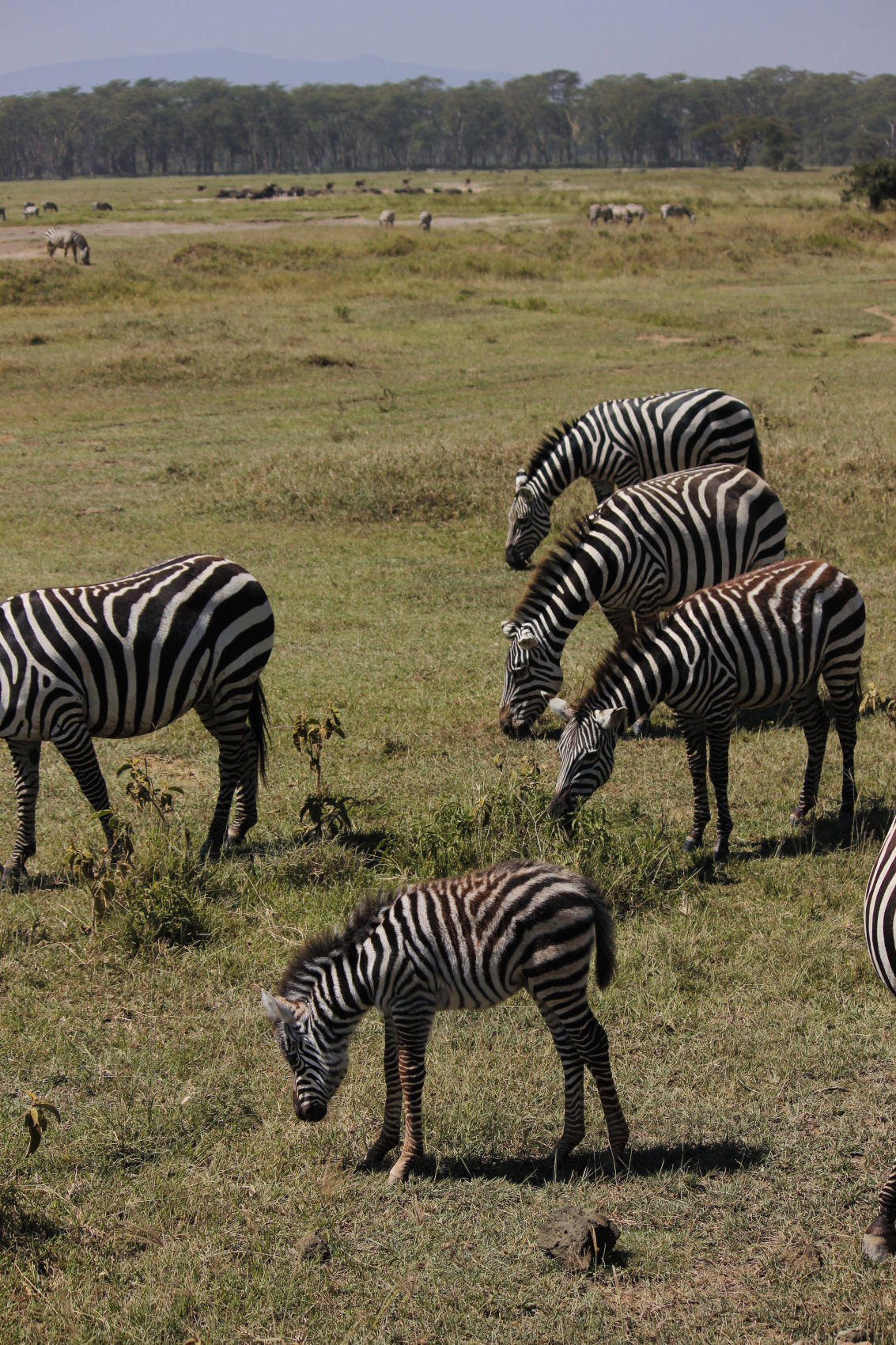 Сафари в Кении - увидеть всю пятерку животных! (28/43)