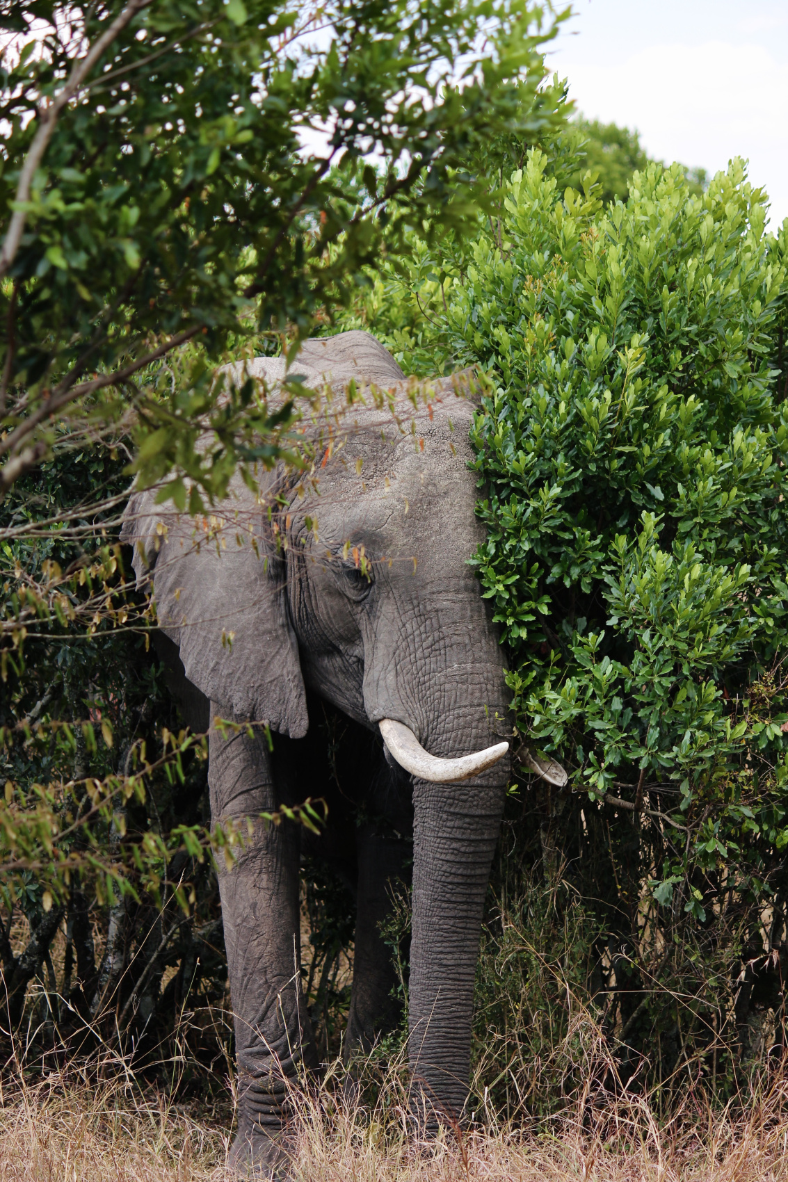 Сафари в Кении - увидеть всю пятерку животных! (33/43)