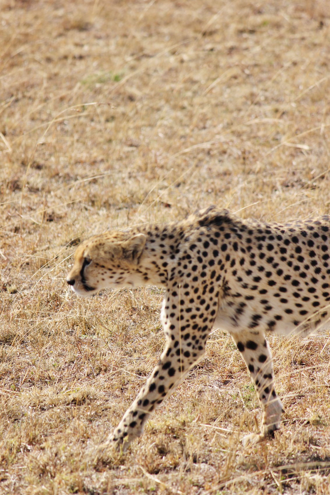 Сафари в Кении - увидеть всю пятерку животных! (27/43)