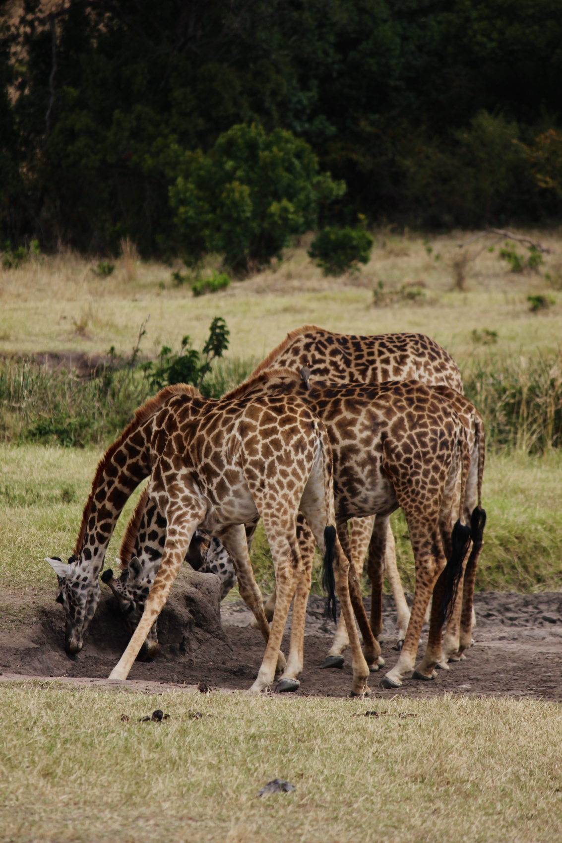 Сафари в Кении - увидеть всю пятерку животных! (34/43)