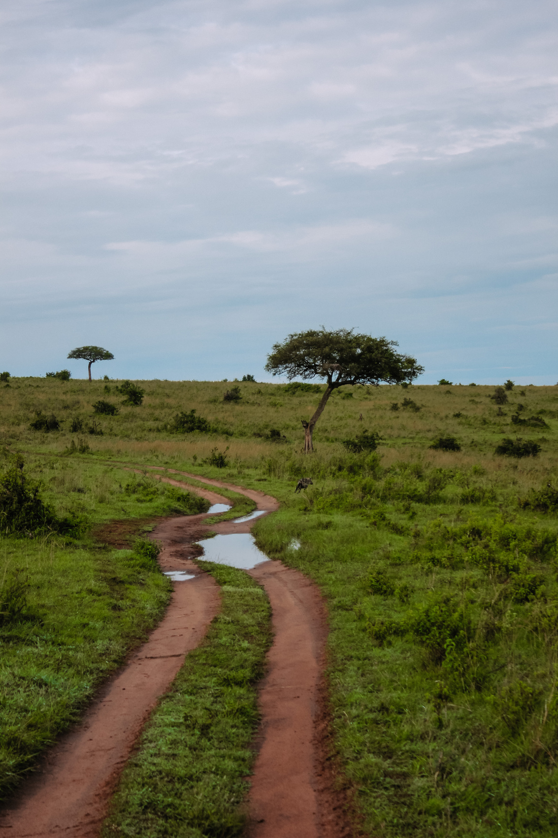 Сафари в Кении - увидеть всю пятерку животных! (16/43)