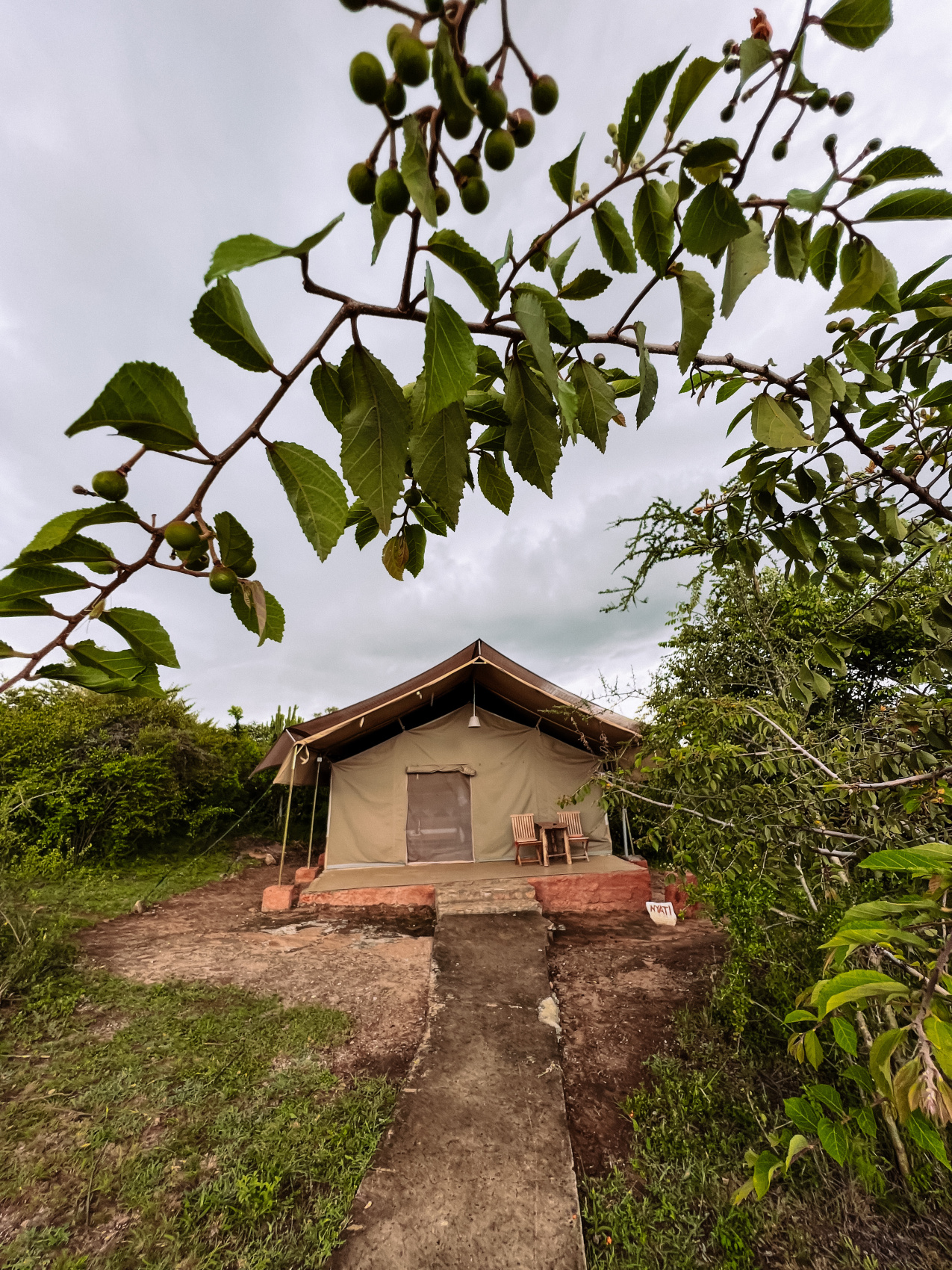 Сафари в Кении - увидеть всю пятерку животных! (17/43)