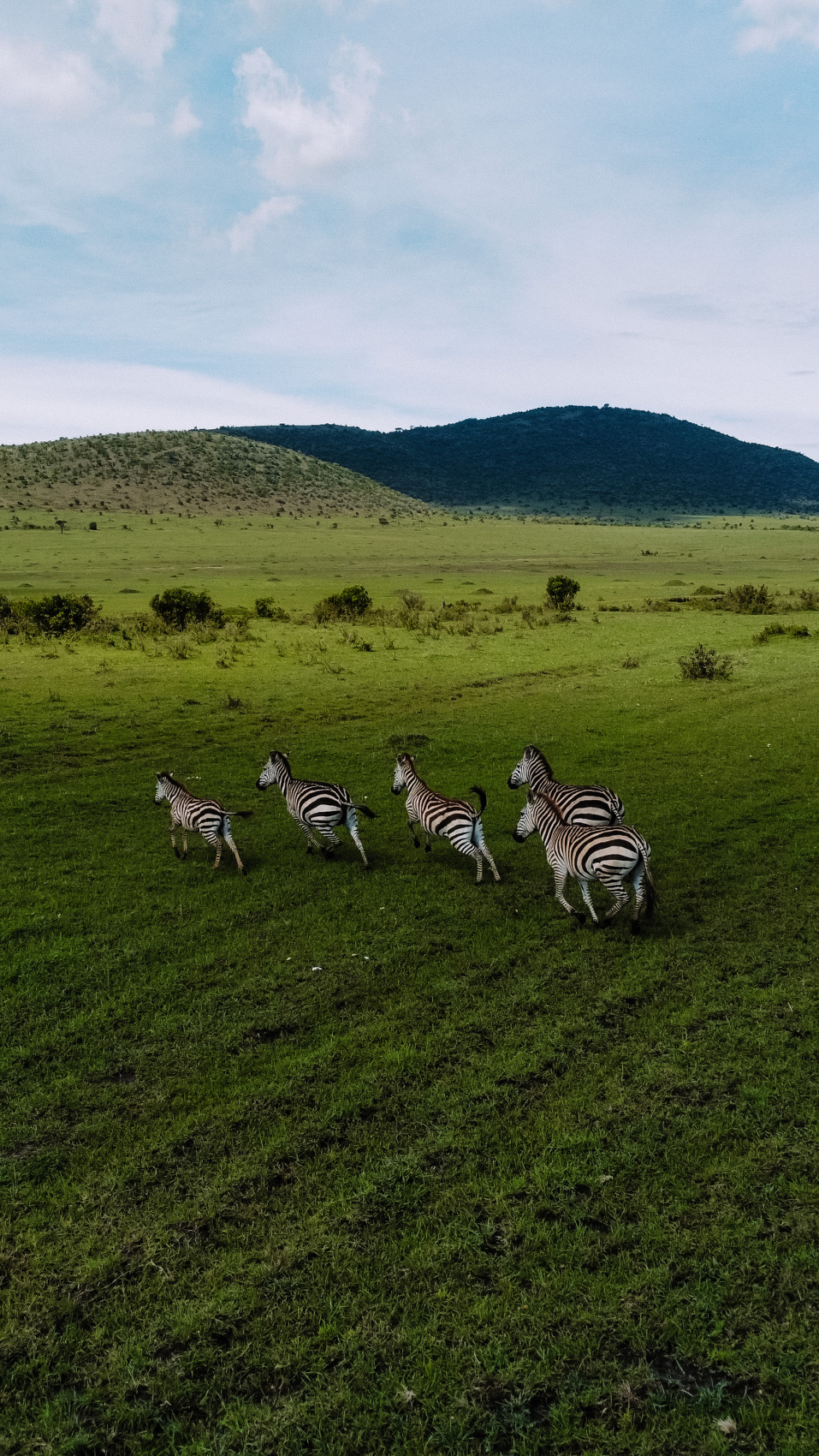 Сафари в Кении - увидеть всю пятерку животных! (10/43)