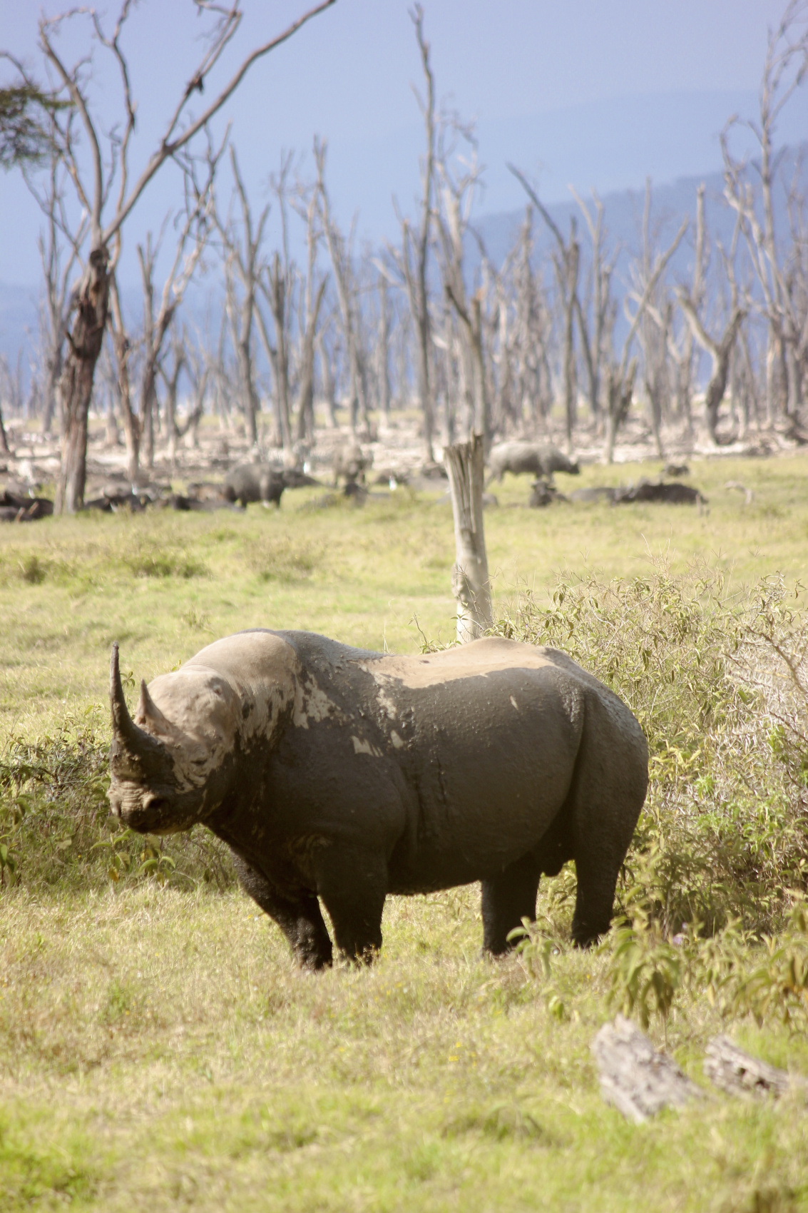 Сафари в Кении - увидеть всю пятерку животных! (21/43)