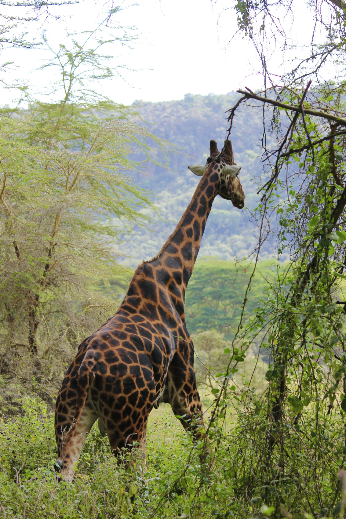 Сафари в Кении - увидеть всю пятерку животных! (22/43)