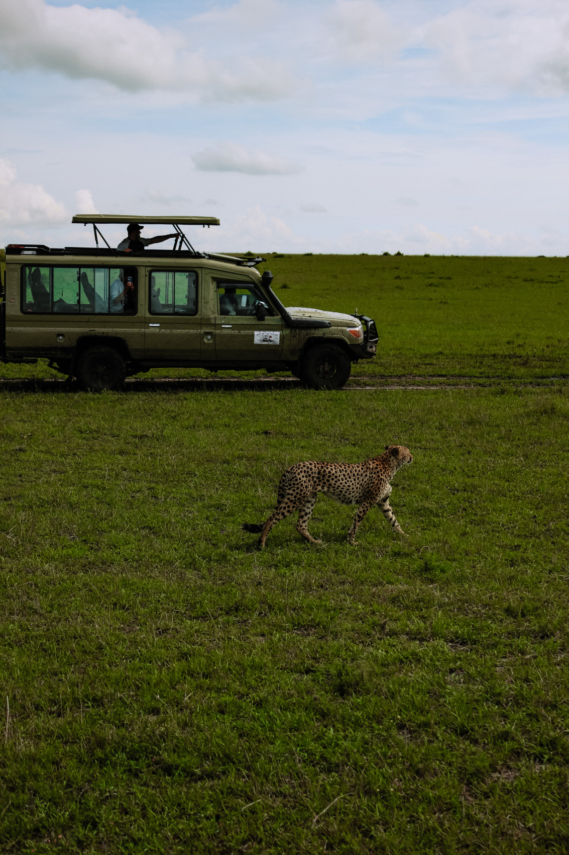 Сафари в Кении - увидеть всю пятерку животных! (11/43)