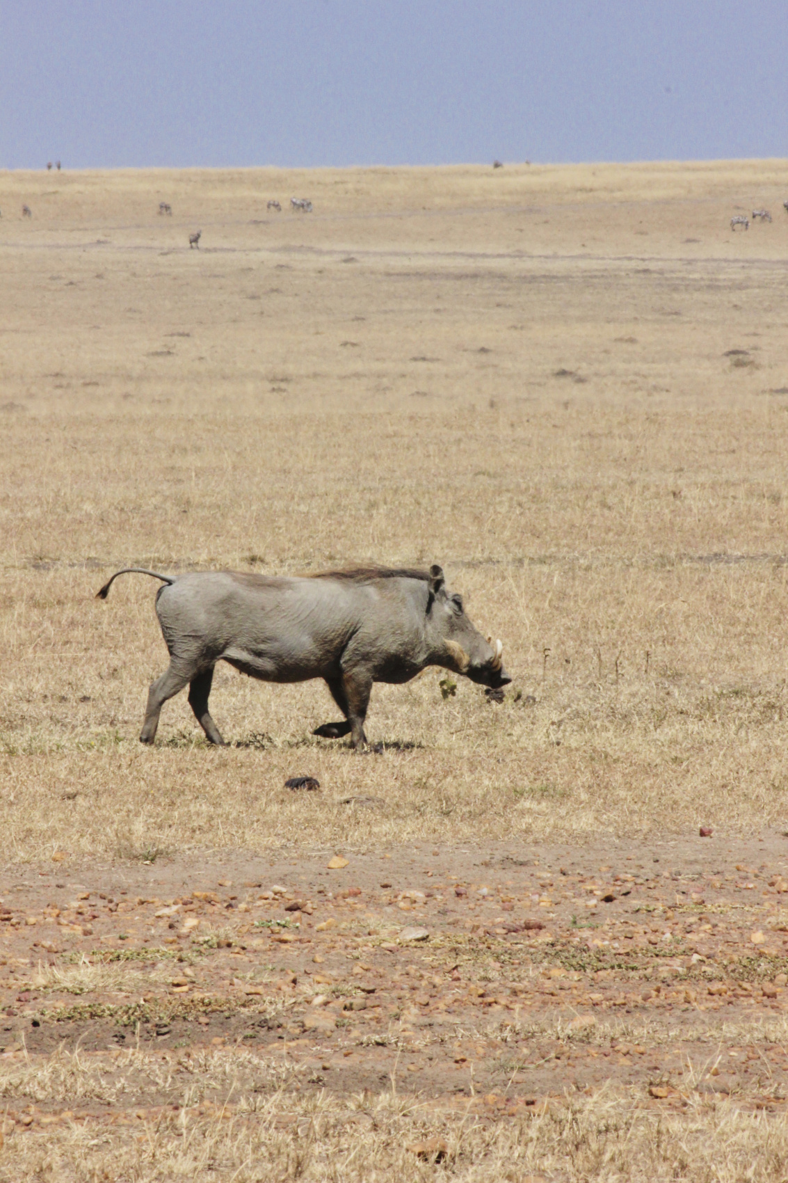 Сафари в Кении - увидеть всю пятерку животных! (24/43)