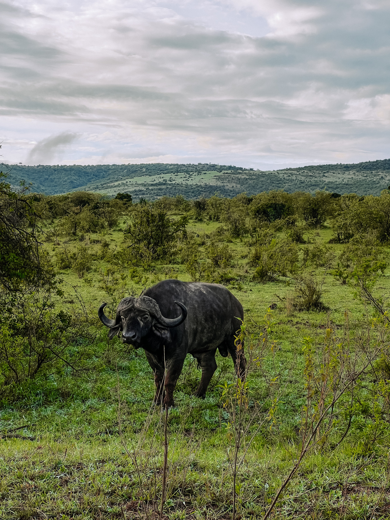 Сафари в Кении - увидеть всю пятерку животных! (15/43)