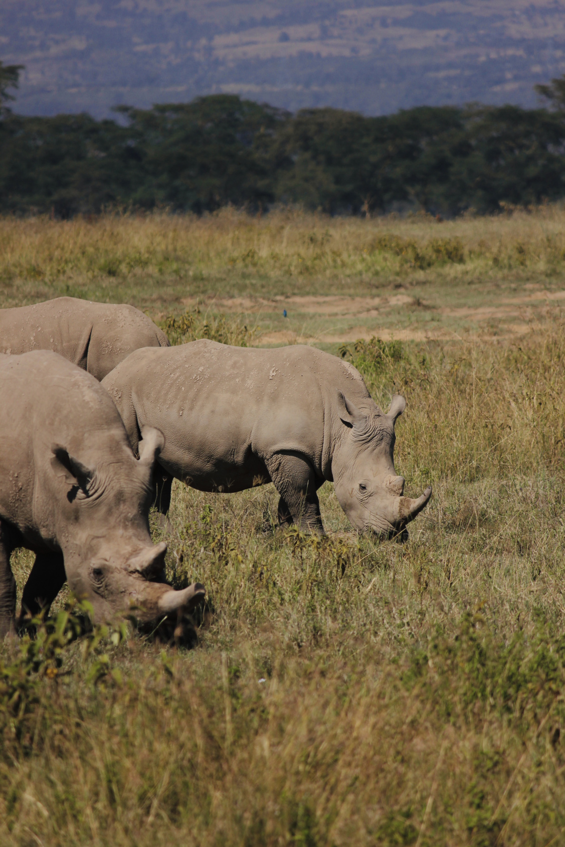 Сафари в Кении - увидеть всю пятерку животных! (29/43)