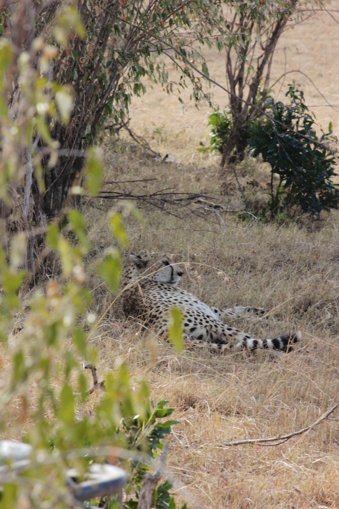 Сафари в Кении - увидеть всю пятерку животных! (38/43)