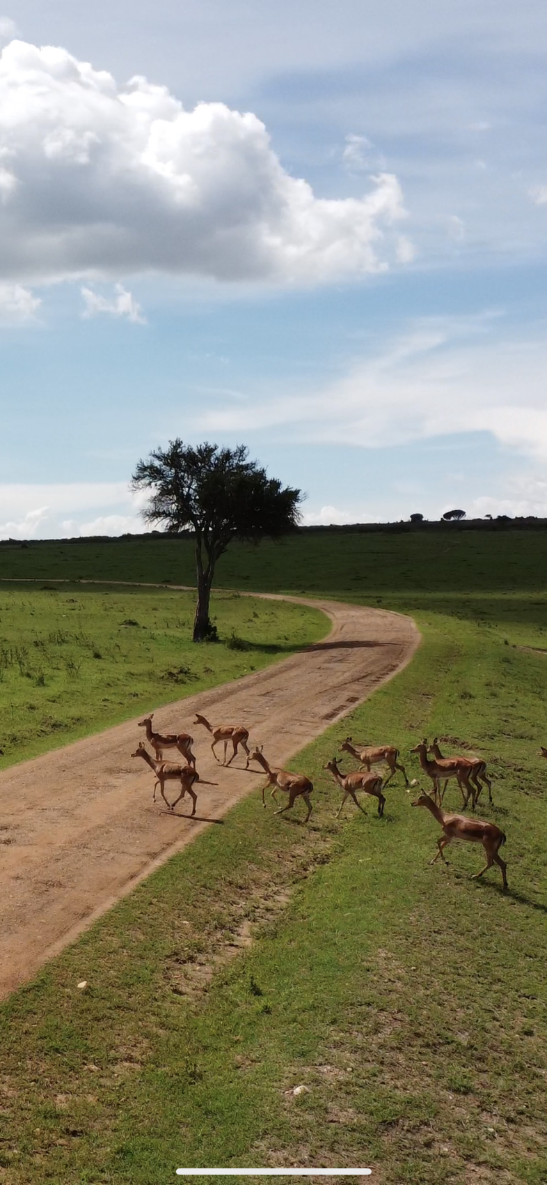 Сафари в Кении - увидеть всю пятерку животных! (9/43)