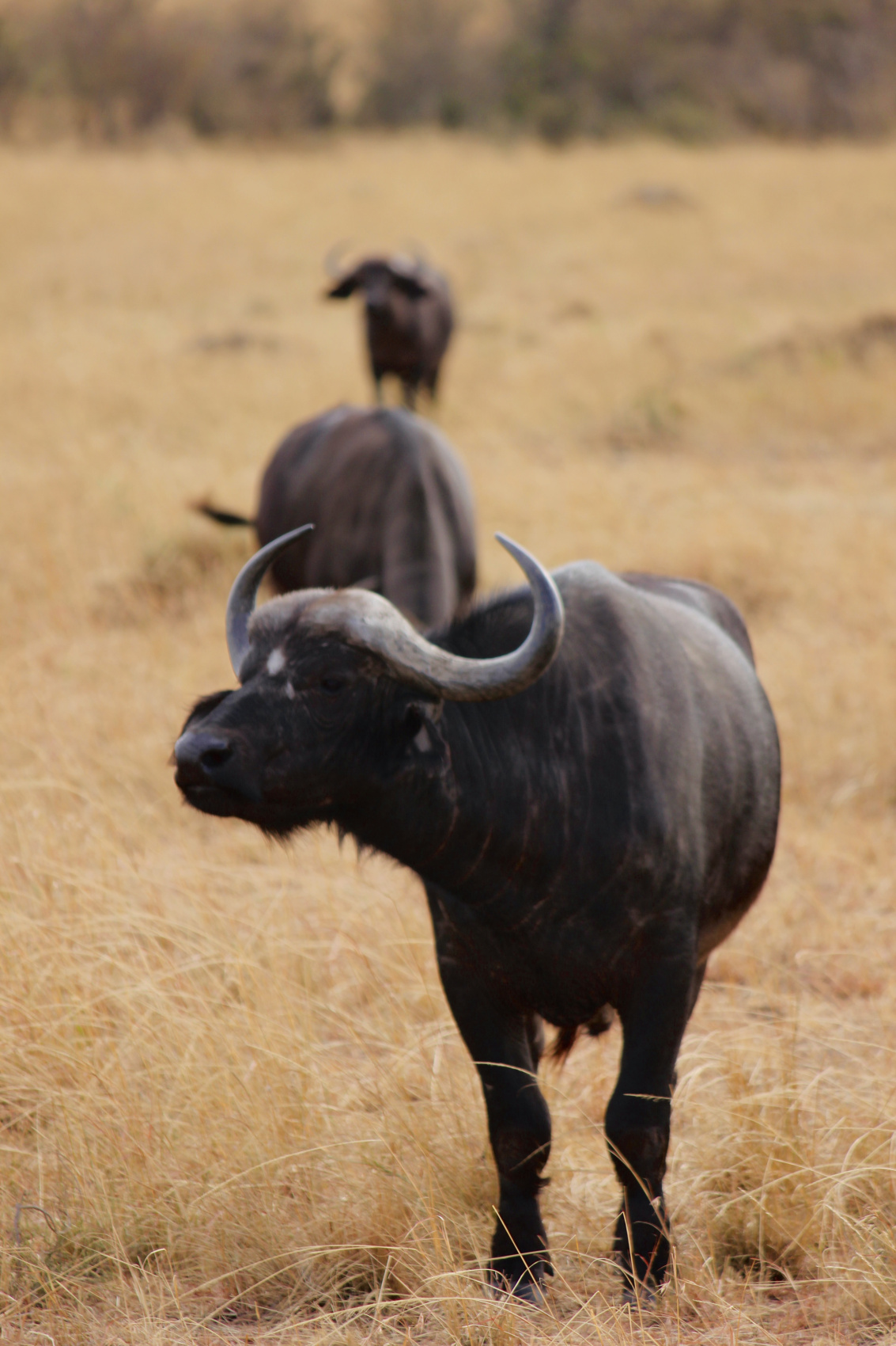 Сафари в Кении - увидеть всю пятерку животных! (37/43)