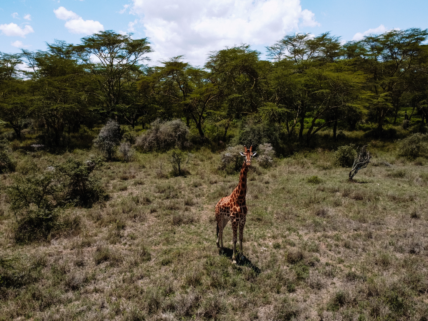 Сафари в Кении - увидеть всю пятерку животных! (5/43)