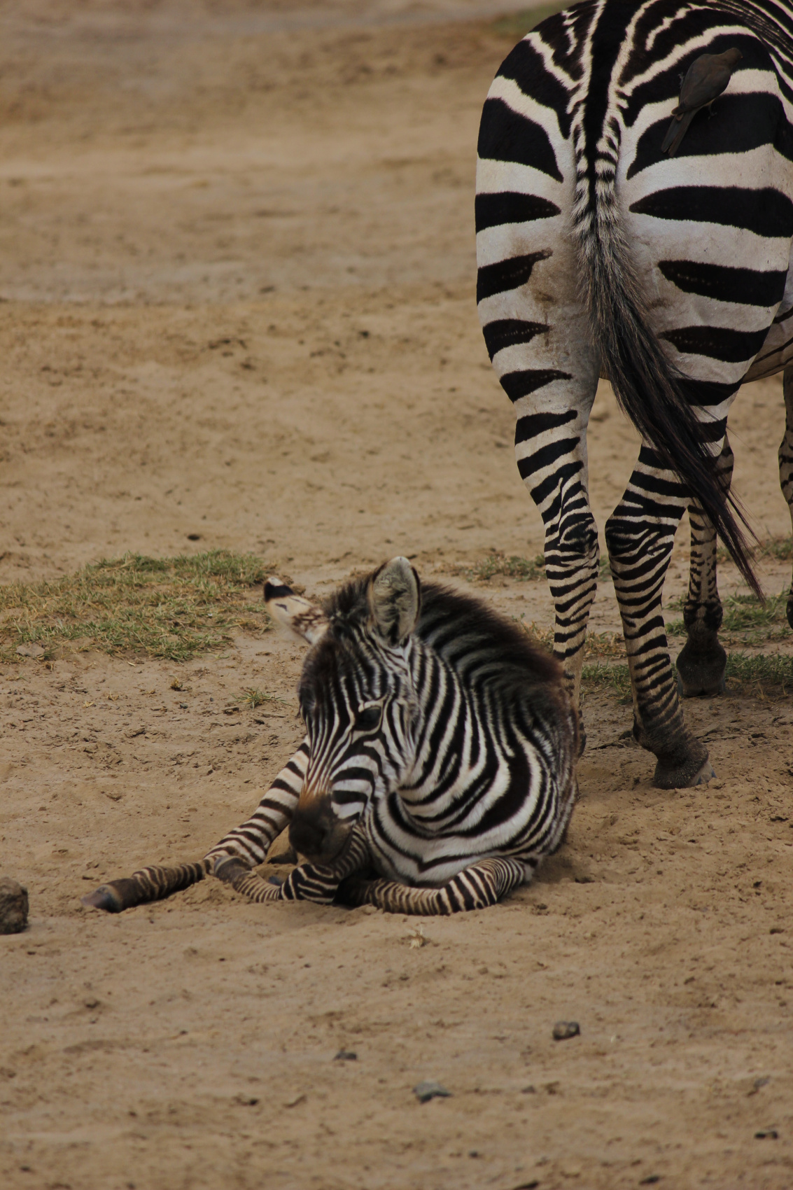Сафари в Кении - увидеть всю пятерку животных! (20/43)