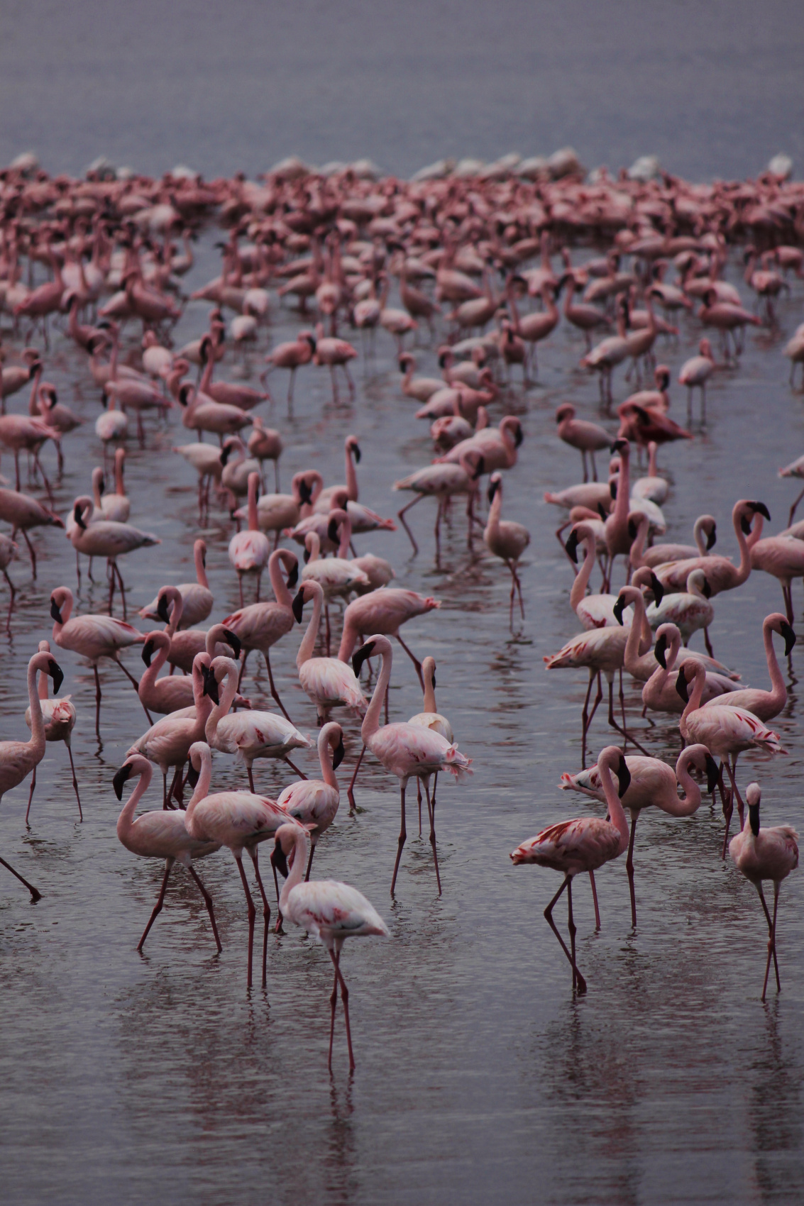 Сафари в Кении - увидеть всю пятерку животных! (25/43)