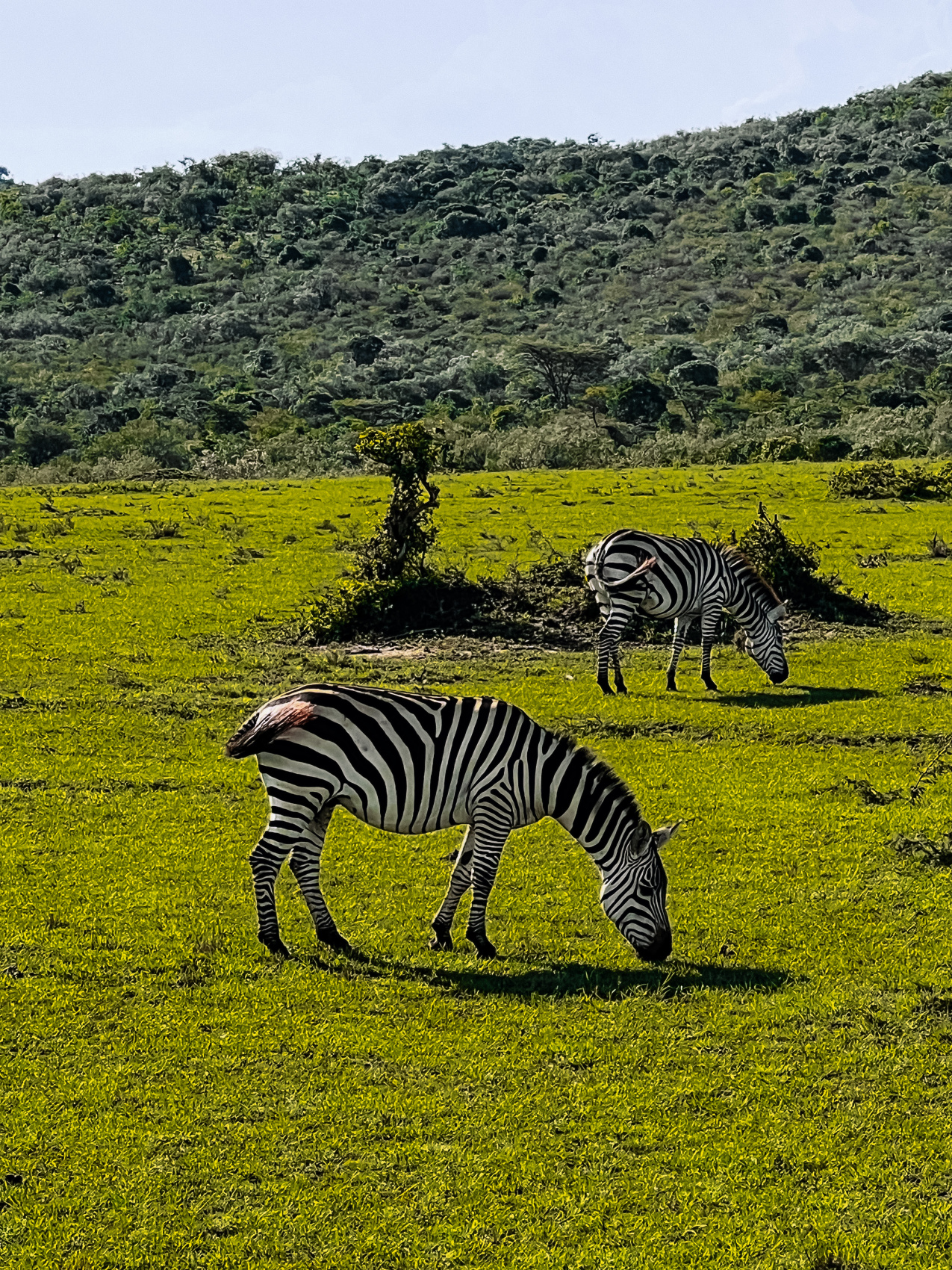 Сафари в Кении - увидеть всю пятерку животных! (18/43)