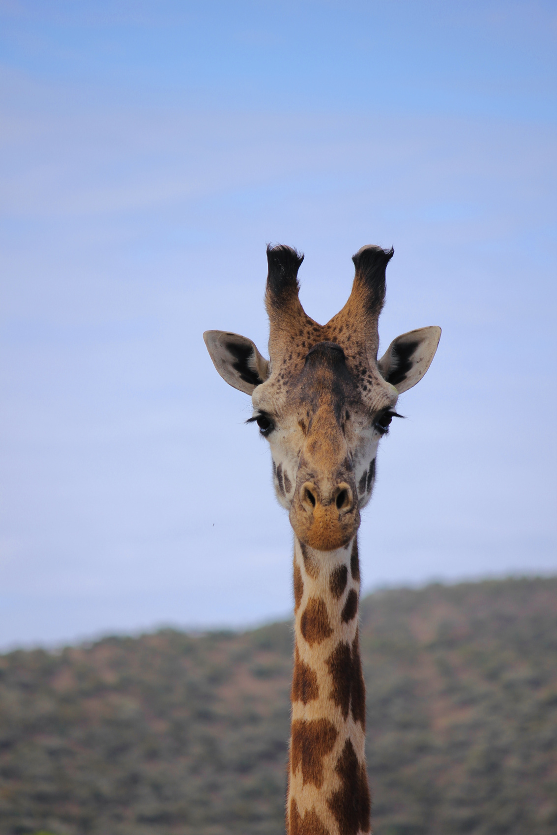 Сафари в Кении - увидеть всю пятерку животных! (41/43)