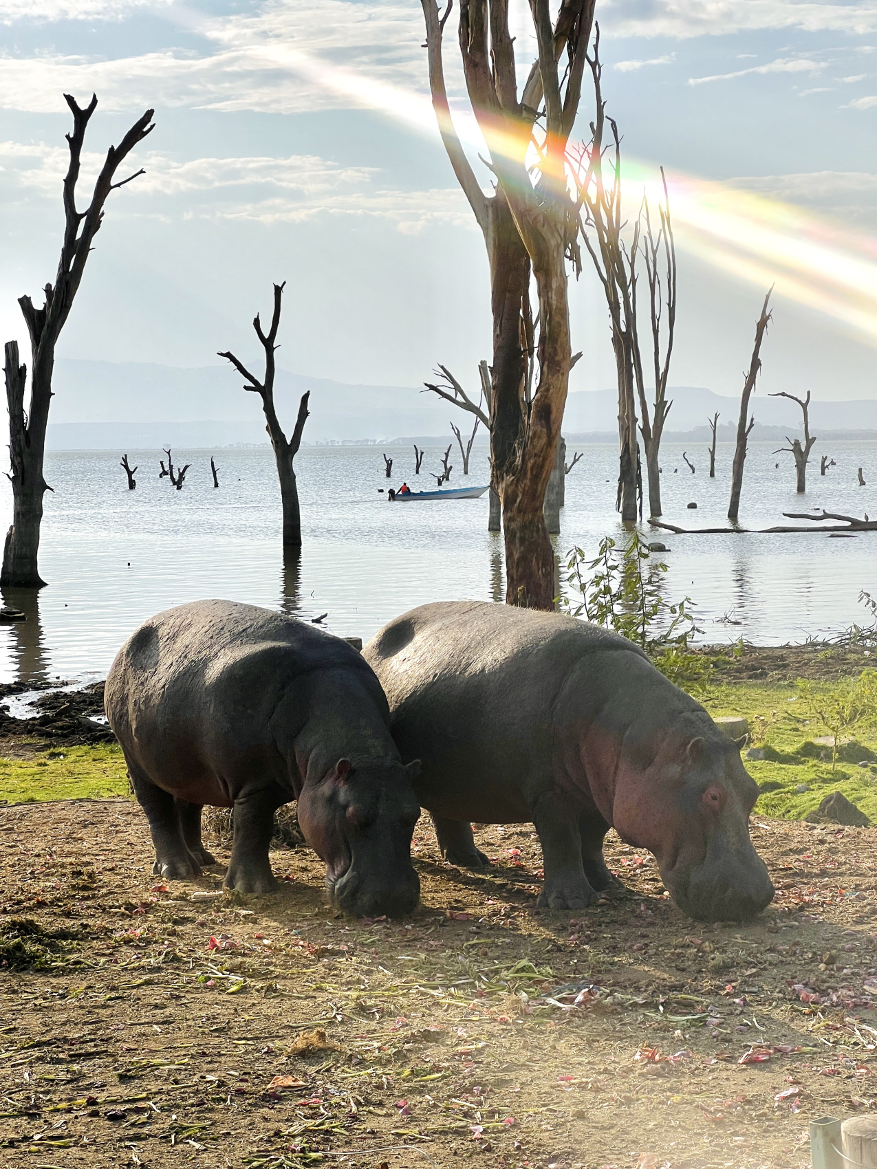Сафари в Кении - увидеть всю пятерку животных! (30/43)