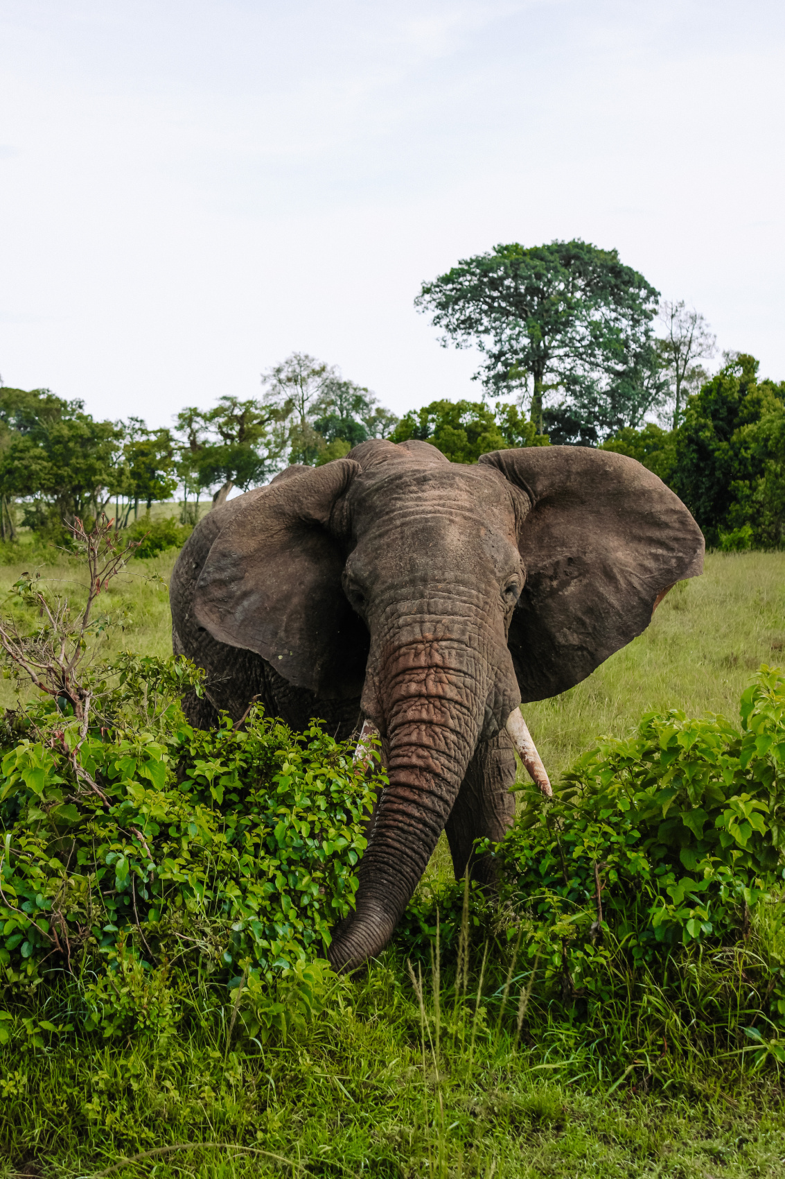 Сафари в Кении - увидеть всю пятерку животных! (13/43)