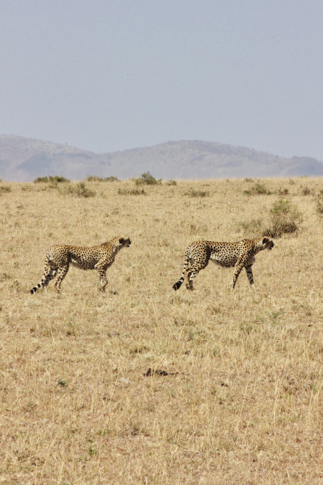 Сафари в Кении - увидеть всю пятерку животных! (26/43)