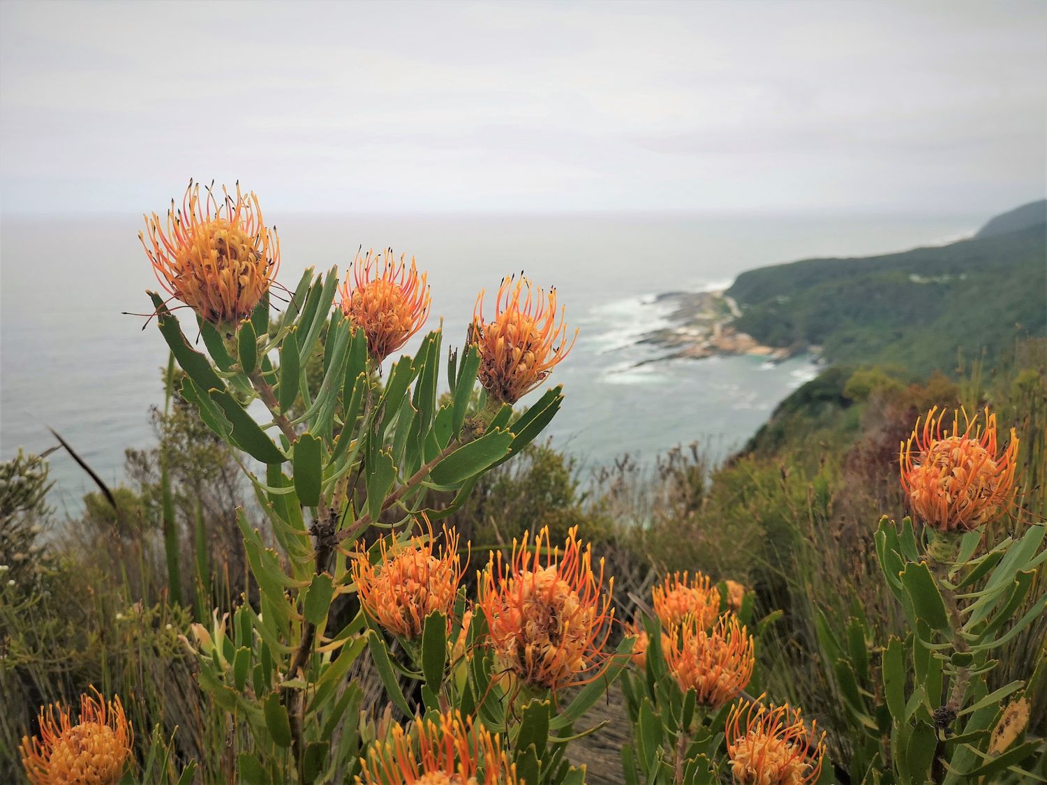 Топ-тур в Юар: треккинги, сафари и киты (17/64)