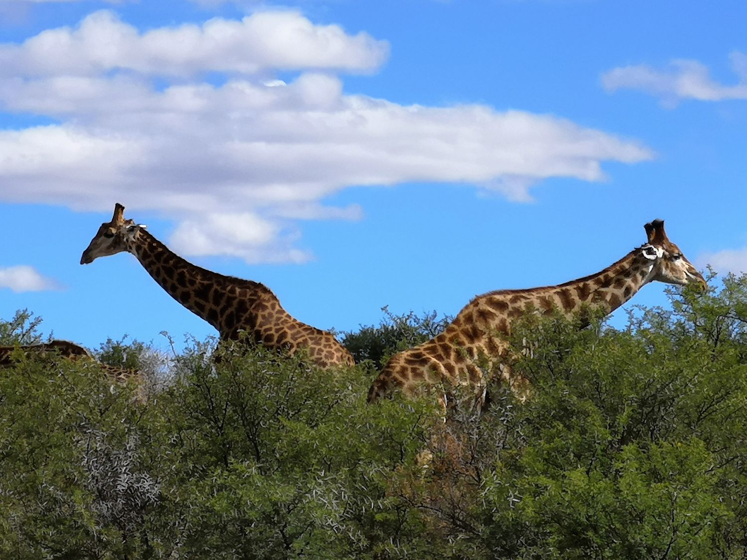 Топ-тур в Юар: треккинги, сафари и киты (6/64)