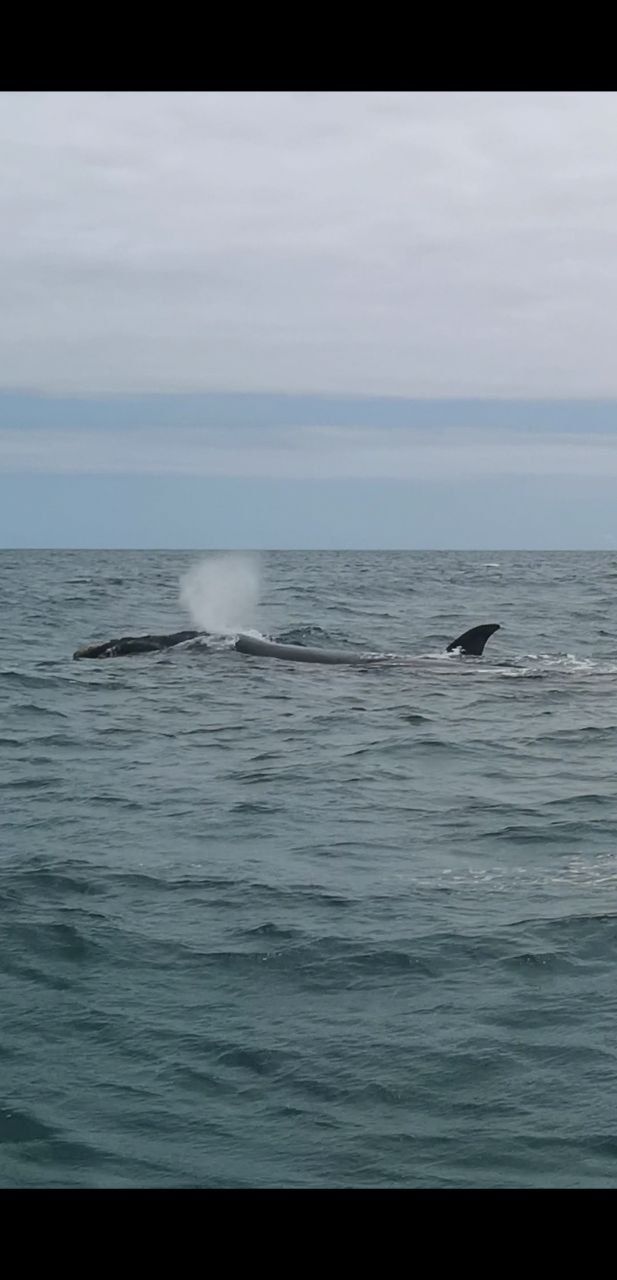 Топ-тур в Юар: треккинги, сафари и киты (18/64)