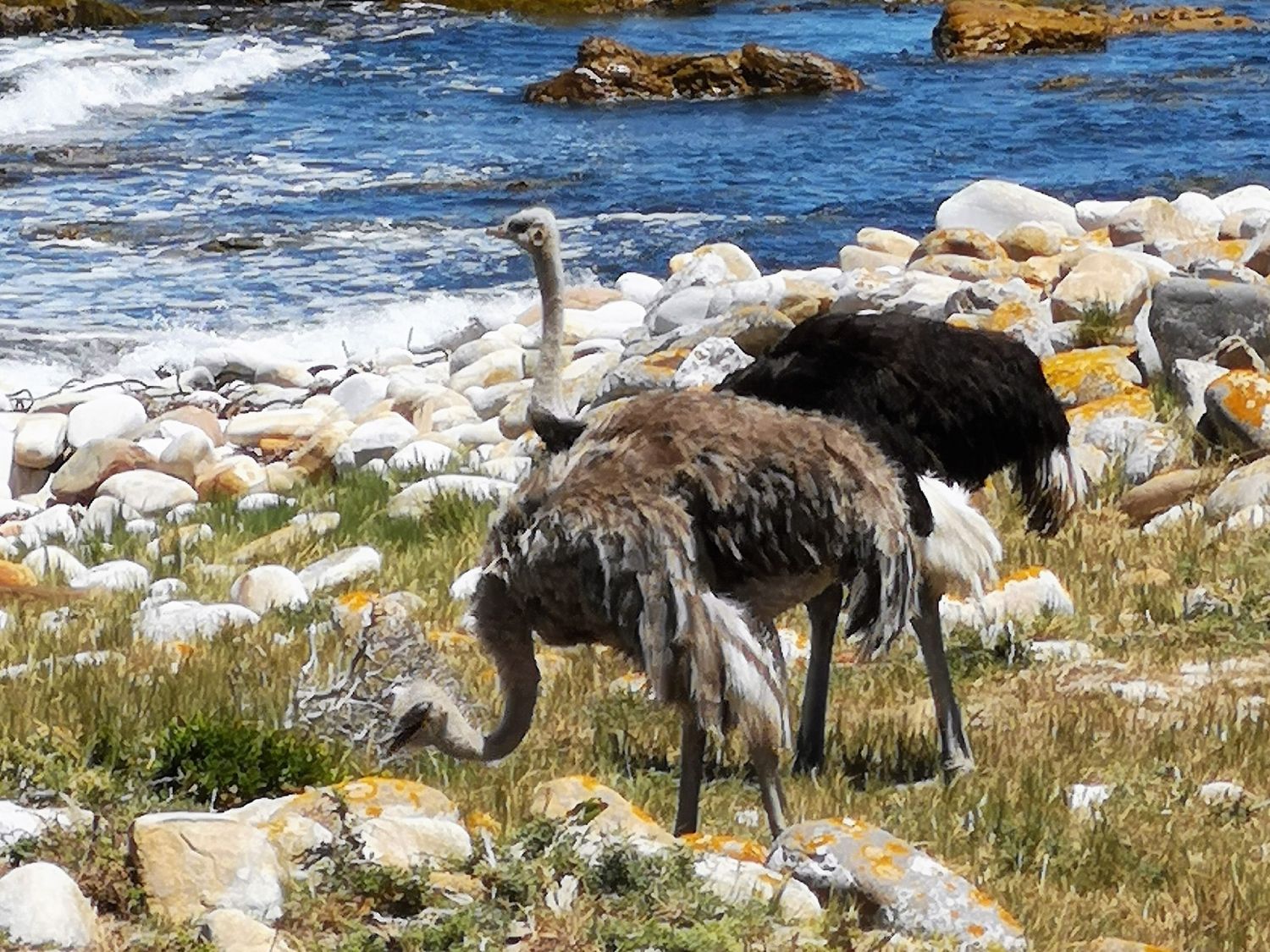 Топ-тур в Юар: треккинги, сафари и киты (3/64)