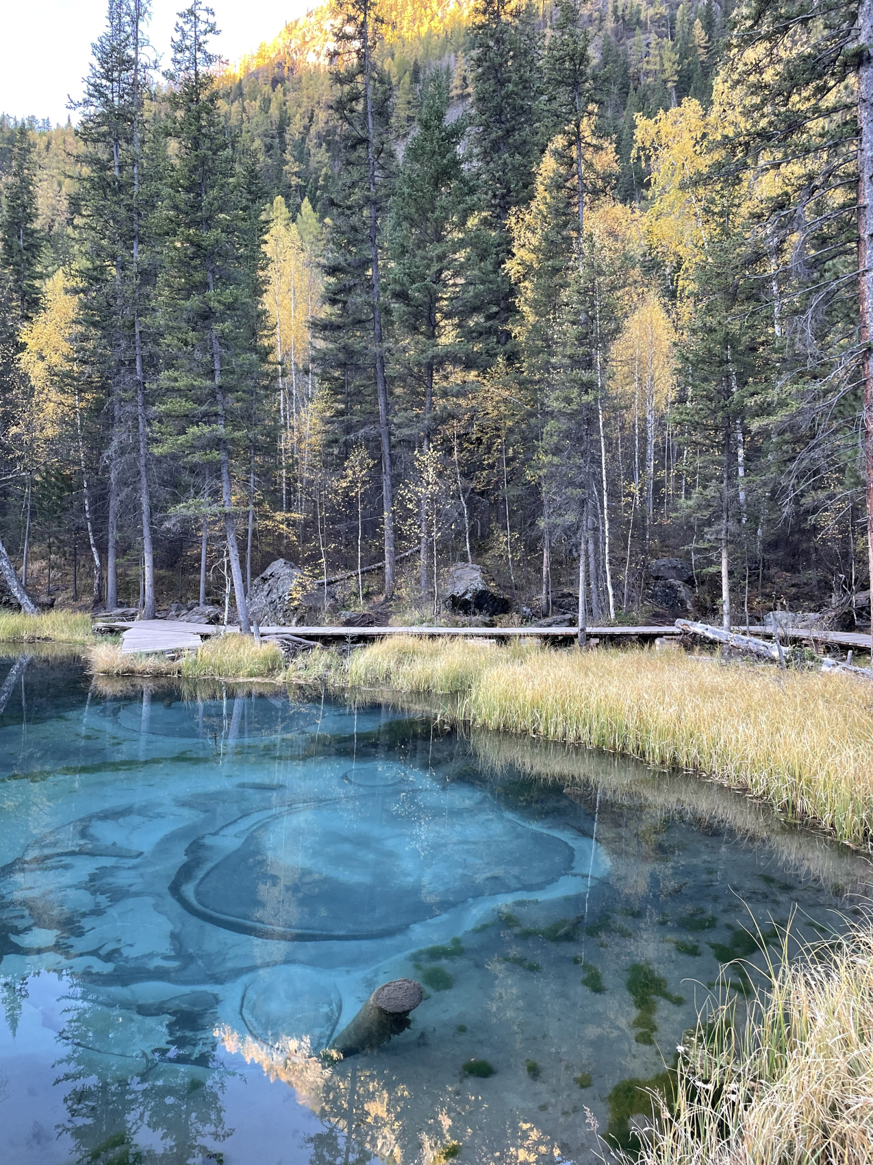 Золото осеннего Алтая (22/50)