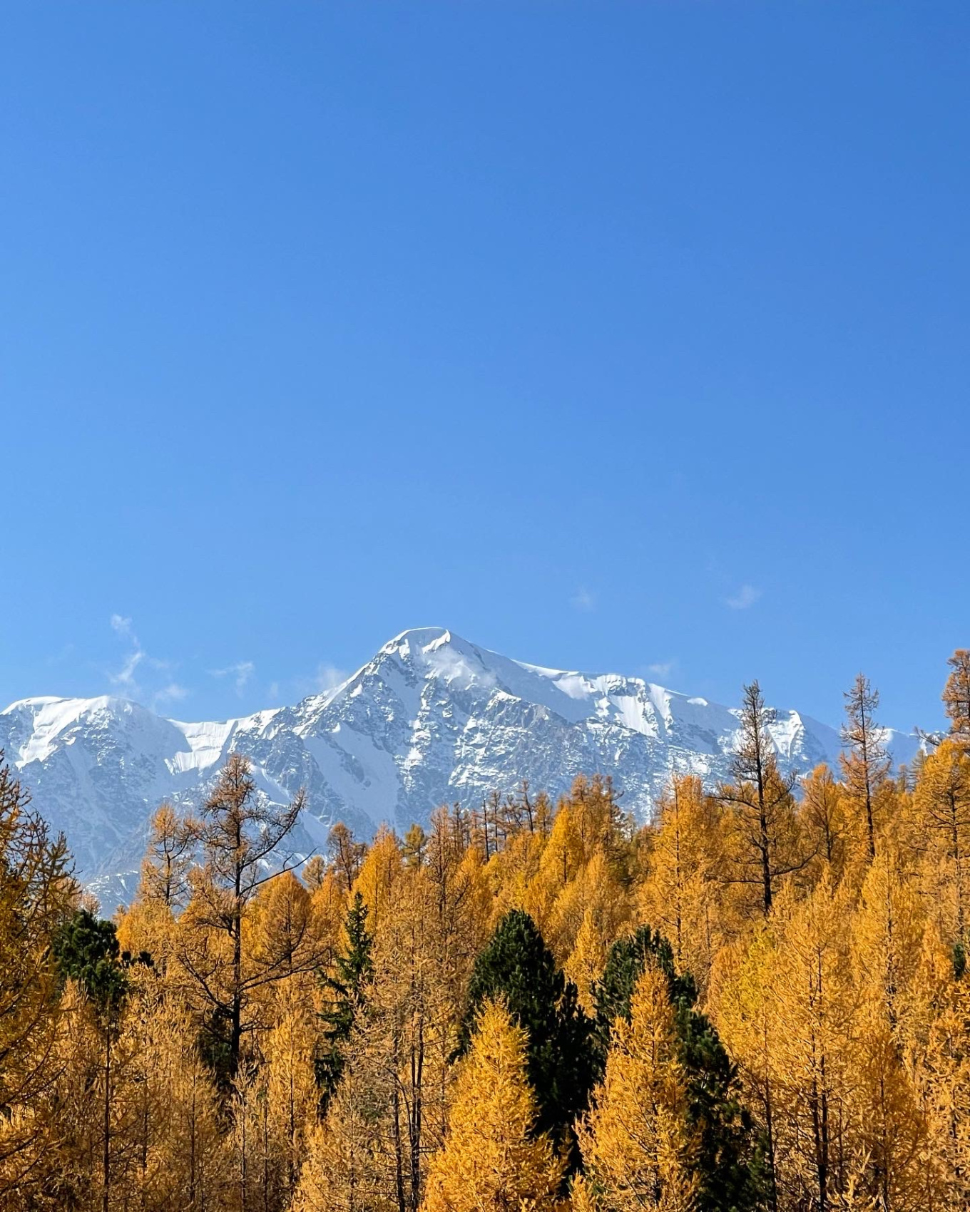 Золото осеннего Алтая (9/50)