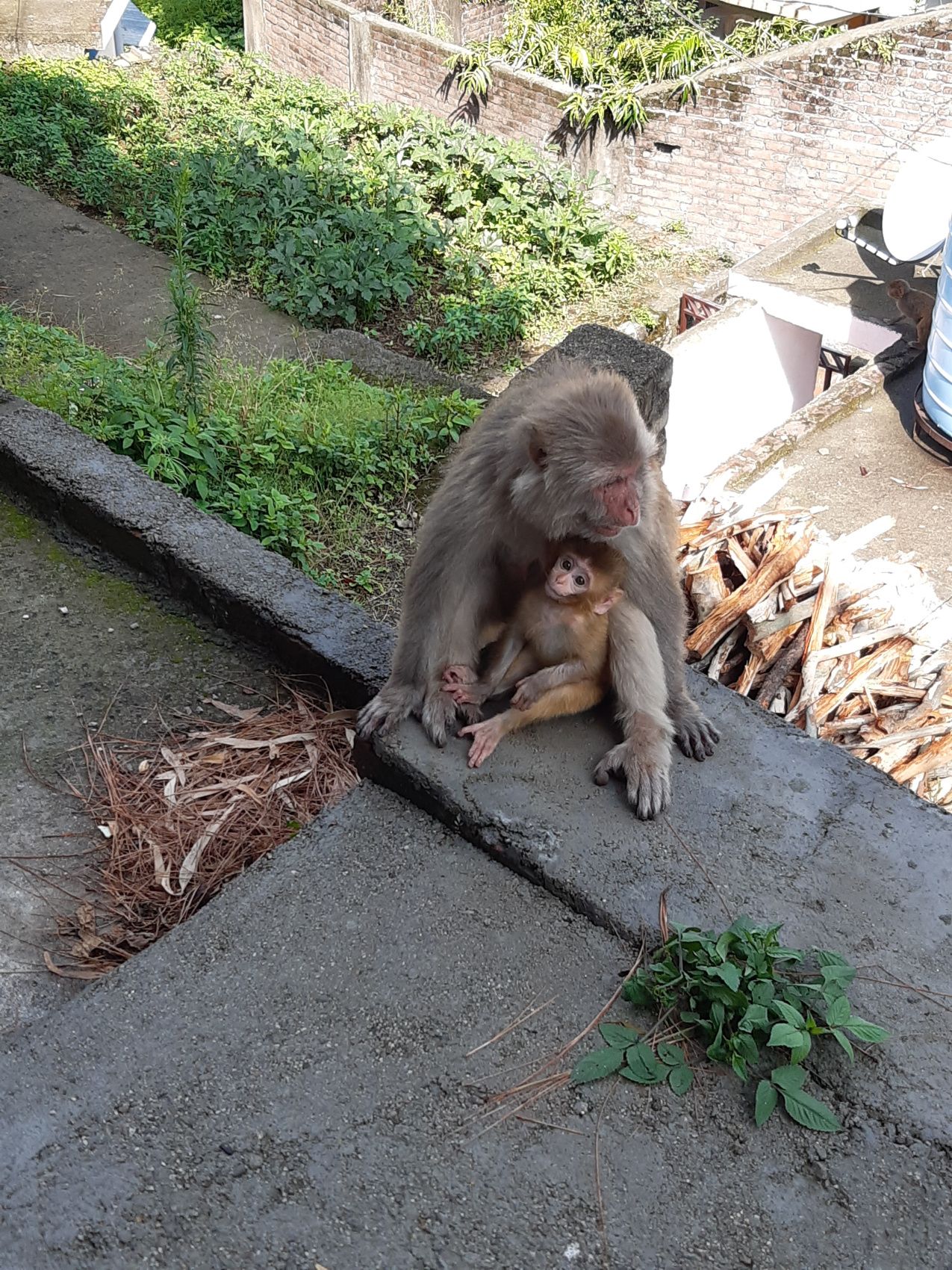 Безмолвие Индии: путешествие - погружение от озера Ревалсар до вершин Дхарамсалы (9/44)